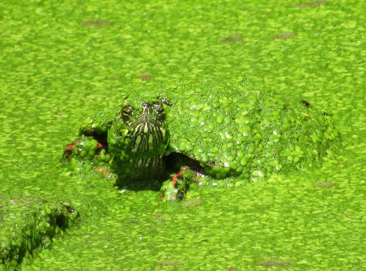 Midland Painted Turtle